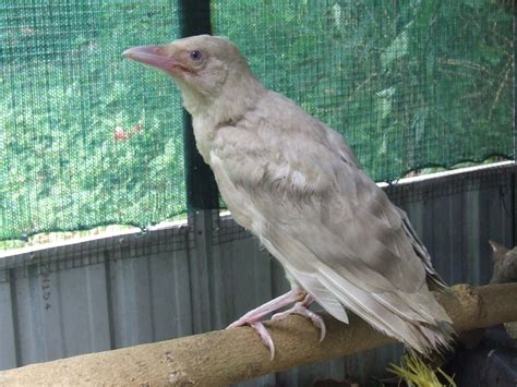 Oct 29, 2023 · Albino crows are an exceptionally rare sight in the bird world. With their snowy white plumage, pink eyes, and pale beaks, they stand out dramatically from their normal black-feathered crow counterparts. While no accurate estimates exist on their prevalence, albino crows are thought to occur only once in every 30,000 or 100,000 births. 